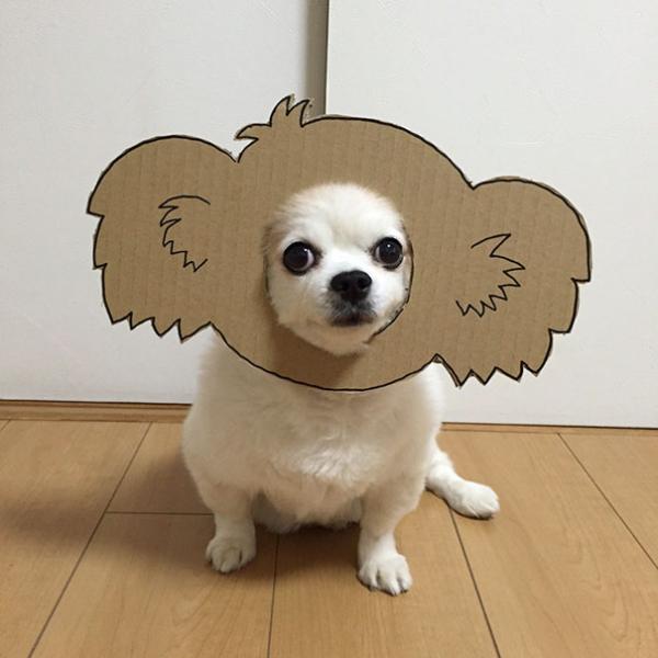 Khi ‘sen’ khiến ‘boss’ đáng yêu hơn với loạt hình cosplay cùng bìa các tông Khi ‘sen’ khiến ‘boss’ đáng yêu hơn với loạt hình cosplay cùng bìa các tông