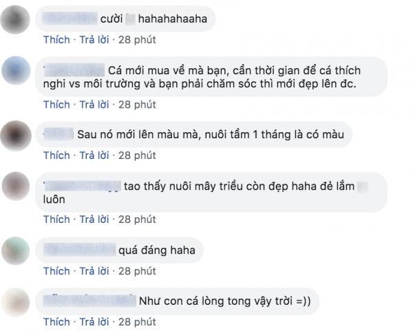 Chuyện đi mua cá cảnh online và cái kết khiến ai cũng 'cười không nhặt được mồm' Chuyện đi mua cá cảnh online và cái kết khiến ai cũng 'cười không nhặt được mồm'