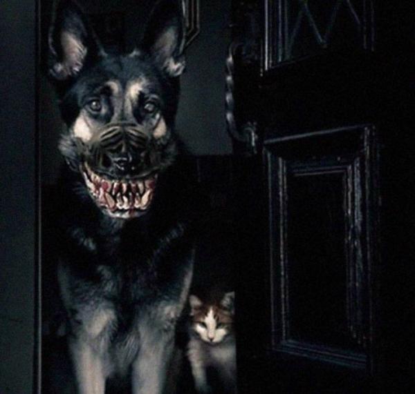 Trào lưu mua rọ mõm cho chó gây tranh cãi vì hình dáng quá ghê rợn và ám ảnh Trào lưu mua rọ mõm cho chó gây tranh cãi vì hình dáng quá ghê rợn và ám ảnh