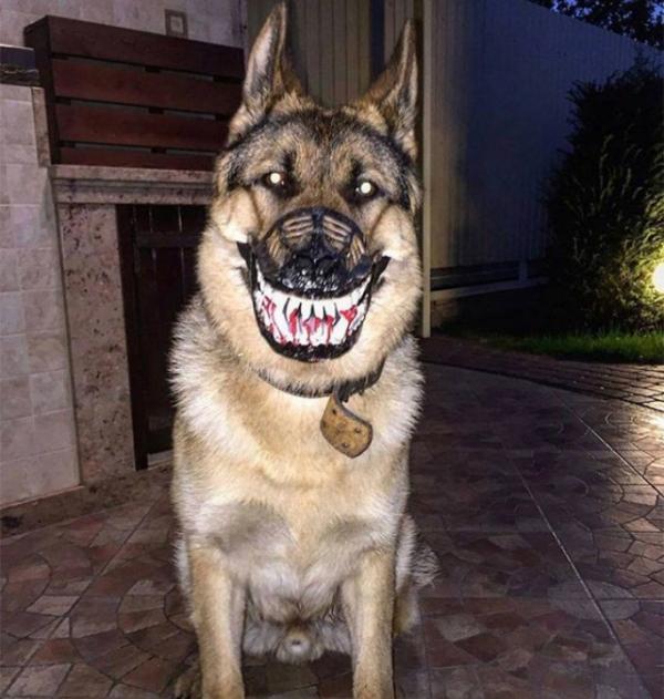 Trào lưu mua rọ mõm cho chó gây tranh cãi vì hình dáng quá ghê rợn và ám ảnh Trào lưu mua rọ mõm cho chó gây tranh cãi vì hình dáng quá ghê rợn và ám ảnh