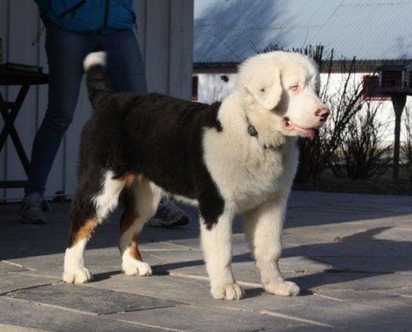 Những chú 'gâu đần' có màu lông lạ sẽ chiếm lấy trái tim của bạn chỉ trong vài giây ngắn ngủi Những chú 'gâu đần' có màu lông lạ sẽ chiếm lấy trái tim của bạn chỉ trong vài giây ngắn ngủi