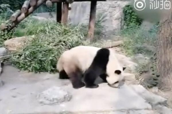 Khách tham quan ném đá vào chuồng gấu trúc, sở thú Bắc Kinh cam kết siết chặt hệ thống an ninh Khách tham quan ném đá vào chuồng gấu trúc, sở thú Bắc Kinh cam kết siết chặt hệ thống an ninh