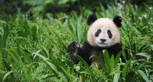 Khách tham quan ném đá vào chuồng gấu trúc, sở thú Bắc Kinh cam kết siết chặt hệ thống an ninh Khách tham quan ném đá vào chuồng gấu trúc, sở thú Bắc Kinh cam kết siết chặt hệ thống an ninh