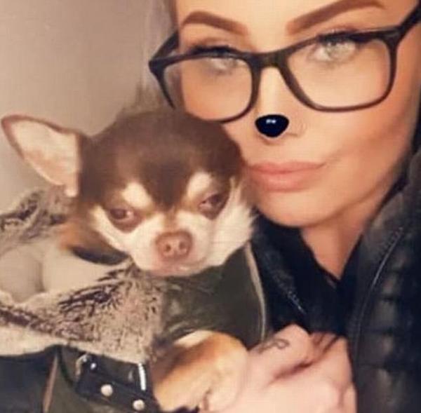 Chim mòng biển bắt cóc chú chó Chihuahua khiến chủ nhân tìm kiếm trong vô vọng Chim mòng biển bắt cóc chú chó Chihuahua khiến chủ nhân tìm kiếm trong vô vọng
