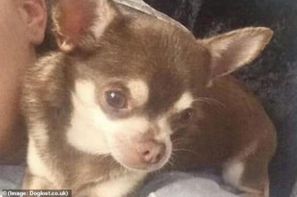 Chim mòng biển bắt cóc chú chó Chihuahua khiến chủ nhân tìm kiếm trong vô vọng Chim mòng biển bắt cóc chú chó Chihuahua khiến chủ nhân tìm kiếm trong vô vọng