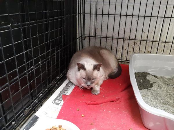 Cảnh sát cho phép người dân trả tiền vé phạt bằng cách quyên góp thức ăn cho mèo Cảnh sát cho phép người dân trả tiền vé phạt bằng cách quyên góp thức ăn cho mèo