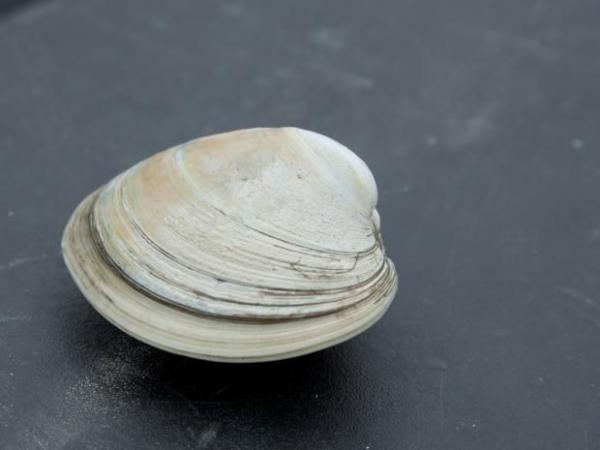 Những sinh vật sống dai nhất đã tồn tại trên hành tinh chúng ta Những sinh vật sống dai nhất đã tồn tại trên hành tinh chúng ta