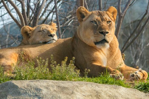 'Chết chìm' trong sự đáng yêu của Bahati - nguyên mẫu của 'Vua Sư Tử' Simba khi còn bé 'Chết chìm' trong sự đáng yêu của Bahati - nguyên mẫu của 'Vua Sư Tử' Simba khi còn bé