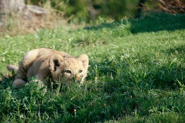 'Chết chìm' trong sự đáng yêu của Bahati - nguyên mẫu của 'Vua Sư Tử' Simba khi còn bé 'Chết chìm' trong sự đáng yêu của Bahati - nguyên mẫu của 'Vua Sư Tử' Simba khi còn bé