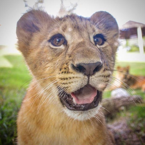 'Chết chìm' trong sự đáng yêu của Bahati - nguyên mẫu của 'Vua Sư Tử' Simba khi còn bé 'Chết chìm' trong sự đáng yêu của Bahati - nguyên mẫu của 'Vua Sư Tử' Simba khi còn bé