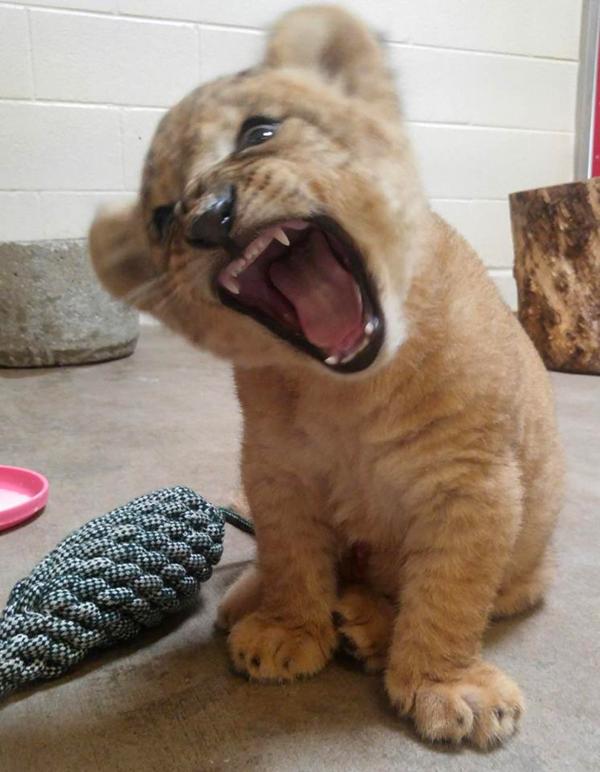 'Chết chìm' trong sự đáng yêu của Bahati - nguyên mẫu của 'Vua Sư Tử' Simba khi còn bé 'Chết chìm' trong sự đáng yêu của Bahati - nguyên mẫu của 'Vua Sư Tử' Simba khi còn bé