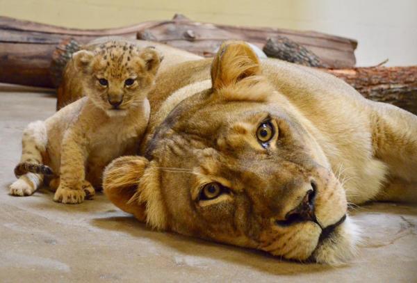'Chết chìm' trong sự đáng yêu của Bahati - nguyên mẫu của 'Vua Sư Tử' Simba khi còn bé 'Chết chìm' trong sự đáng yêu của Bahati - nguyên mẫu của 'Vua Sư Tử' Simba khi còn bé