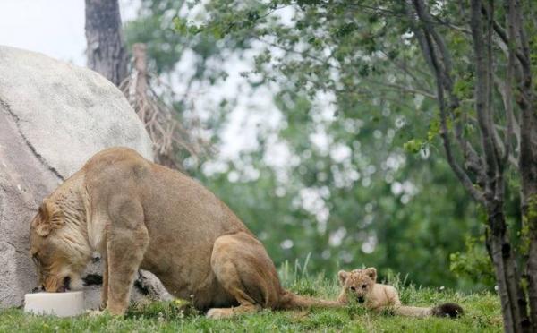 'Chết chìm' trong sự đáng yêu của Bahati - nguyên mẫu của 'Vua Sư Tử' Simba khi còn bé 'Chết chìm' trong sự đáng yêu của Bahati - nguyên mẫu của 'Vua Sư Tử' Simba khi còn bé