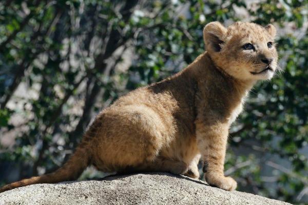 'Chết chìm' trong sự đáng yêu của Bahati - nguyên mẫu của 'Vua Sư Tử' Simba khi còn bé 'Chết chìm' trong sự đáng yêu của Bahati - nguyên mẫu của 'Vua Sư Tử' Simba khi còn bé