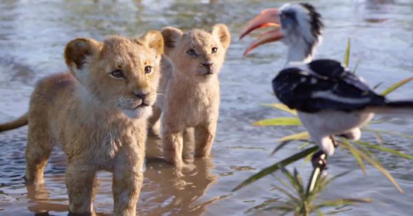 19 chi tiết thú vị trong quá trình tạo nên live-action 'The Lion King' 19 chi tiết thú vị trong quá trình tạo nên live-action 'The Lion King'