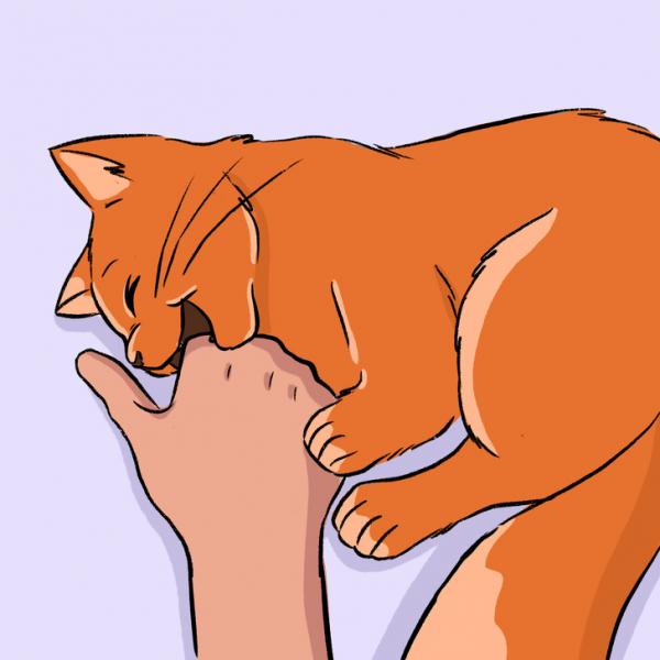 Mèo không biết nói, nhưng có 13 cách để chúng thể hiện tình yêu với chủ Mèo không biết nói, nhưng có 13 cách để chúng thể hiện tình yêu với chủ