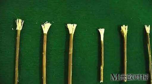 Không có bàn chải và kem đánh răng người cổ đại làm sạch răng như thế nào? Không có bàn chải và kem đánh răng người cổ đại làm sạch răng như thế nào?