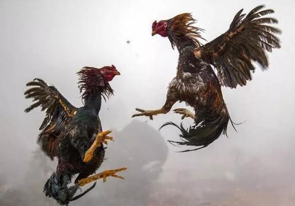 Sau một ngày bận rộn triều chính, hoàng đế có những hoạt động giải trí nào để thư giãn? Sau một ngày bận rộn triều chính, hoàng đế có những hoạt động giải trí nào để thư giãn?