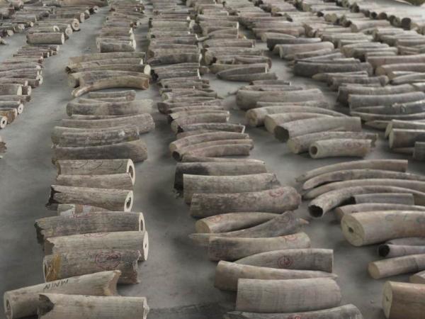 Phát hiện chiếc xe vận chuyển hổ đông lạnh xuyên biên giới tại Việt Nam khiến cả thế giới phẫn nộ Phát hiện chiếc xe vận chuyển hổ đông lạnh xuyên biên giới tại Việt Nam khiến cả thế giới phẫn nộ