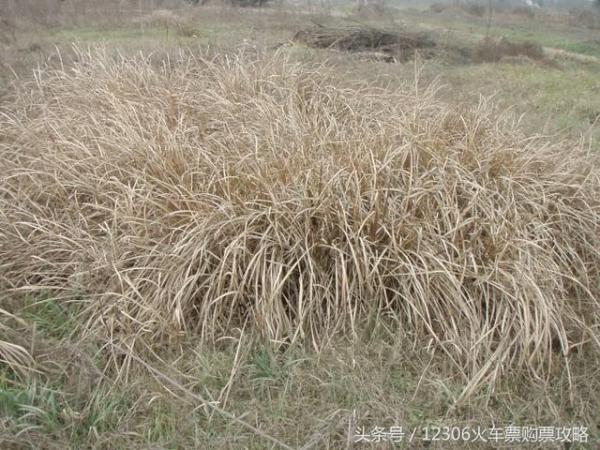 Không có băng vệ sinh phụ nữ xưa làm như thế nào khi đến ngày đèn đỏ? Không có băng vệ sinh phụ nữ xưa làm như thế nào khi đến ngày đèn đỏ?