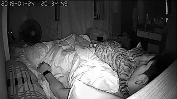 Chú mèo láu cá tắt đồng hồ khiến chủ ngủ quên và bị muộn làm Chú mèo láu cá tắt đồng hồ khiến chủ ngủ quên và bị muộn làm