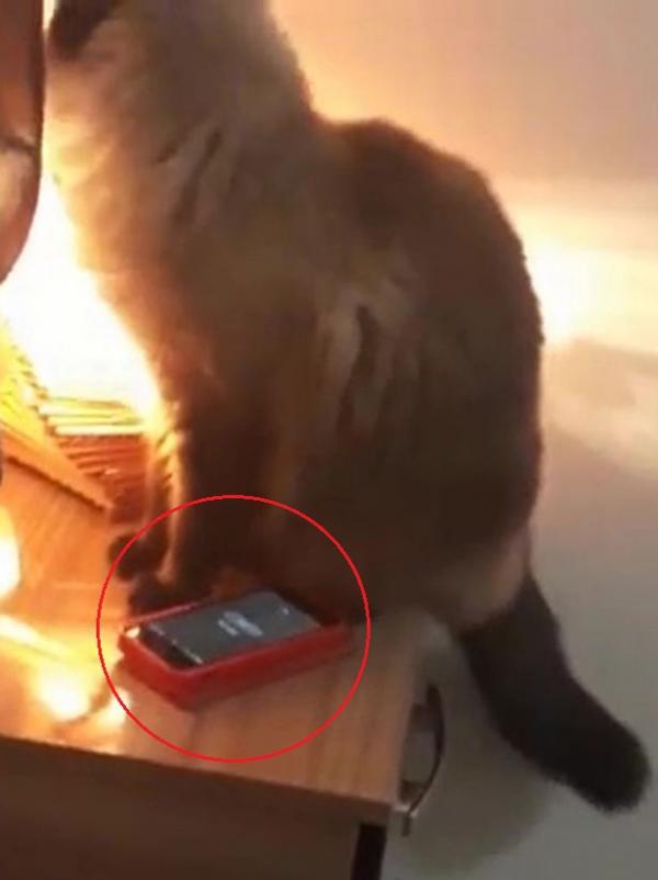Chú mèo láu cá tắt đồng hồ khiến chủ ngủ quên và bị muộn làm Chú mèo láu cá tắt đồng hồ khiến chủ ngủ quên và bị muộn làm