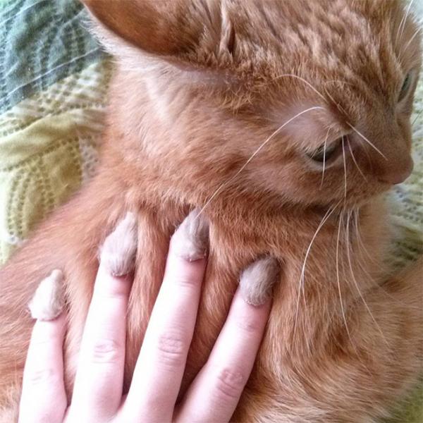 Xu hướng gắn lông lên móng xinh độc lạ mà các chị em không thể bỏ lỡ Xu hướng gắn lông lên móng xinh độc lạ mà các chị em không thể bỏ lỡ