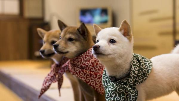 Nuôi chó ở Nhật: Nghề chơi cũng lắm công phu! Nuôi chó ở Nhật: Nghề chơi cũng lắm công phu!