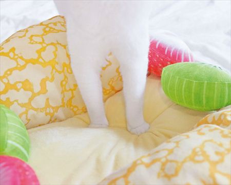 'Hoàng thượng' xứng đáng với chiếc giường trứng ốp đáng yêu như thế này 'Hoàng thượng' xứng đáng với chiếc giường trứng ốp đáng yêu như thế này