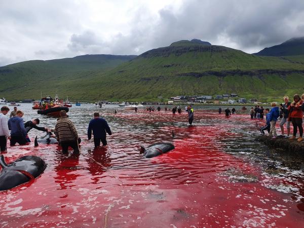 Nạn săn cá voi đáng báo động: Đảo Faroe nhuốm máu 23 chú cá voi Nạn săn cá voi đáng báo động: Đảo Faroe nhuốm máu 23 chú cá voi