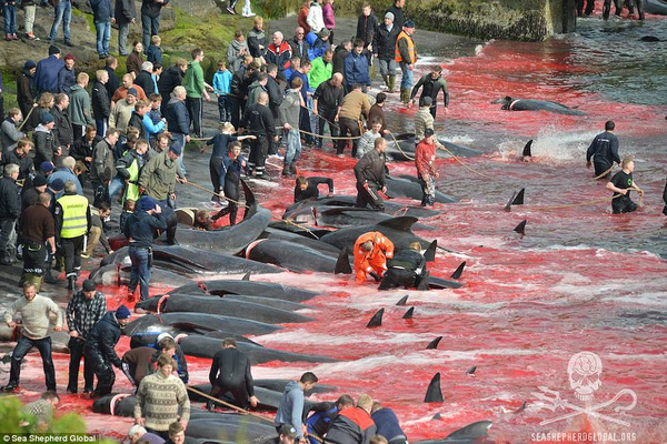 Nạn săn cá voi đáng báo động: Đảo Faroe nhuốm máu 23 chú cá voi Nạn săn cá voi đáng báo động: Đảo Faroe nhuốm máu 23 chú cá voi