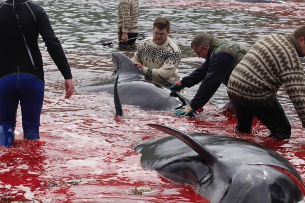 Nạn săn cá voi đáng báo động: Đảo Faroe nhuốm máu 23 chú cá voi Nạn săn cá voi đáng báo động: Đảo Faroe nhuốm máu 23 chú cá voi