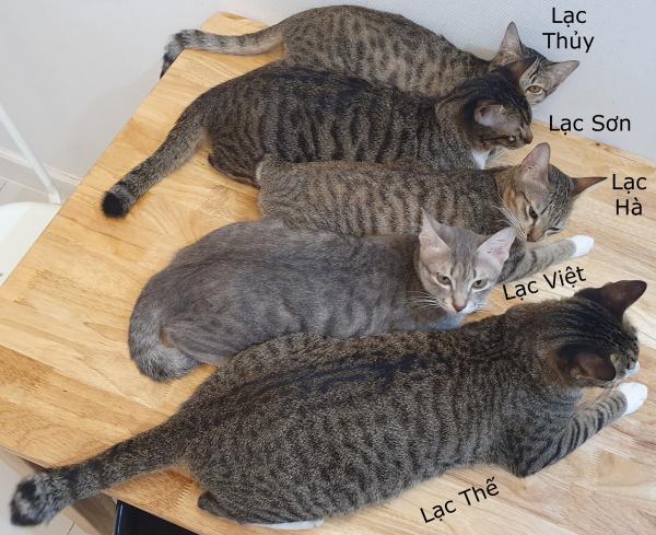 Đàn mèo tên Lạc với vẻ ngoài y chang nhau khiến cư dân mạng thảng thốt vì độ dễ thương Đàn mèo tên Lạc với vẻ ngoài y chang nhau khiến cư dân mạng thảng thốt vì độ dễ thương