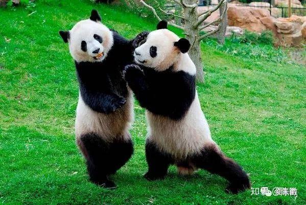 Gấu trúc hoá ra không phải chỉ có màu đen – trắng? Đây là bí mật đổi màu của bảo bối gấu trúc nâu Gấu trúc hoá ra không phải chỉ có màu đen – trắng? Đây là bí mật đổi màu của bảo bối gấu trúc nâu