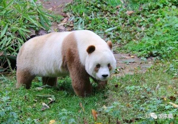 Gấu trúc hoá ra không phải chỉ có màu đen – trắng? Đây là bí mật đổi màu của bảo bối gấu trúc nâu Gấu trúc hoá ra không phải chỉ có màu đen – trắng? Đây là bí mật đổi màu của bảo bối gấu trúc nâu