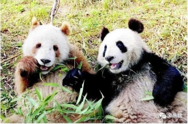 Gấu trúc hoá ra không phải chỉ có màu đen – trắng? Đây là bí mật đổi màu của bảo bối gấu trúc nâu Gấu trúc hoá ra không phải chỉ có màu đen – trắng? Đây là bí mật đổi màu của bảo bối gấu trúc nâu
