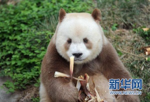 Gấu trúc hoá ra không phải chỉ có màu đen – trắng? Đây là bí mật đổi màu của bảo bối gấu trúc nâu Gấu trúc hoá ra không phải chỉ có màu đen – trắng? Đây là bí mật đổi màu của bảo bối gấu trúc nâu