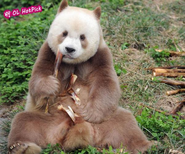 Gấu trúc hoá ra không phải chỉ có màu đen – trắng? Đây là bí mật đổi màu của bảo bối gấu trúc nâu Gấu trúc hoá ra không phải chỉ có màu đen – trắng? Đây là bí mật đổi màu của bảo bối gấu trúc nâu
