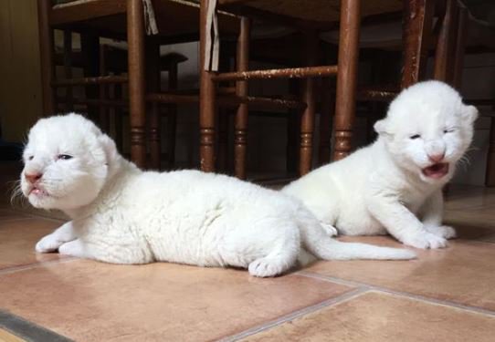 Hai bé sư tử trắng vừa ra đời tại Pháp được đặt tên là Simba và Nala Hai bé sư tử trắng vừa ra đời tại Pháp được đặt tên là Simba và Nala