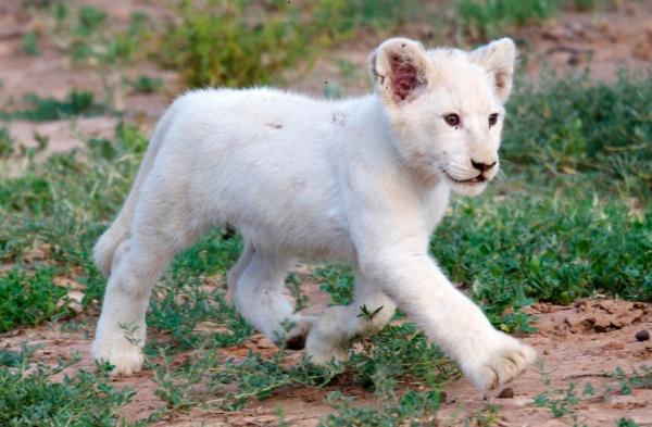 Hai bé sư tử trắng vừa ra đời tại Pháp được đặt tên là Simba và Nala Hai bé sư tử trắng vừa ra đời tại Pháp được đặt tên là Simba và Nala