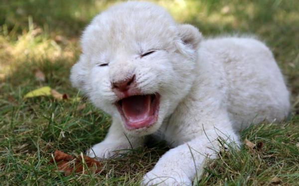 Hai bé sư tử trắng vừa ra đời tại Pháp được đặt tên là Simba và Nala Hai bé sư tử trắng vừa ra đời tại Pháp được đặt tên là Simba và Nala