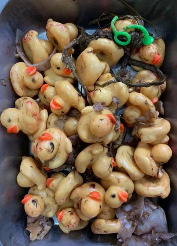 Chú chó ham ăn phải nhập viện phẫu thuật vì nuốt trọn... 32 con vịt cao su Chú chó ham ăn phải nhập viện phẫu thuật vì nuốt trọn... 32 con vịt cao su