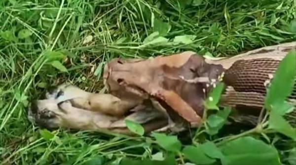 Đoạn phim rùng rợn cảnh báo trước khi xem: 'Bé Na' dài gần 4 mét đang nôn ói ra một... con chó Đoạn phim rùng rợn cảnh báo trước khi xem: 'Bé Na' dài gần 4 mét đang nôn ói ra một... con chó