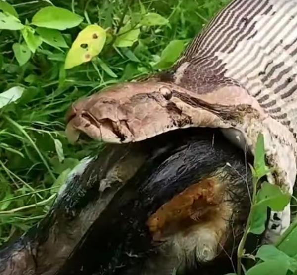 Đoạn phim rùng rợn cảnh báo trước khi xem: 'Bé Na' dài gần 4 mét đang nôn ói ra một... con chó Đoạn phim rùng rợn cảnh báo trước khi xem: 'Bé Na' dài gần 4 mét đang nôn ói ra một... con chó