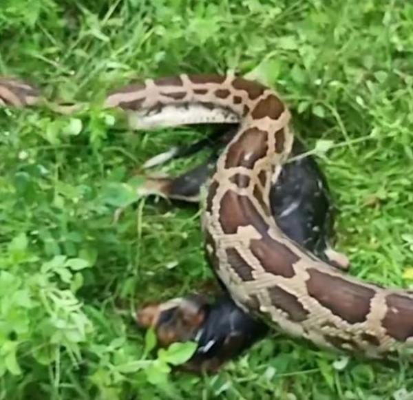 Đoạn phim rùng rợn cảnh báo trước khi xem: 'Bé Na' dài gần 4 mét đang nôn ói ra một... con chó Đoạn phim rùng rợn cảnh báo trước khi xem: 'Bé Na' dài gần 4 mét đang nôn ói ra một... con chó