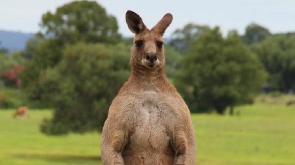 Chuyện khó tin: Ông bố phải lăn xả chiến đấu với Kangaroo để bảo vệ con mình Chuyện khó tin: Ông bố phải lăn xả chiến đấu với Kangaroo để bảo vệ con mình