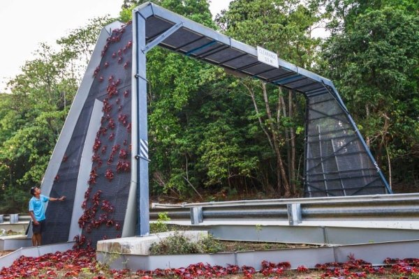 'Tròn mắt' trước những lối đi đặc biệt chỉ dành riêng cho động vật 'Tròn mắt' trước những lối đi đặc biệt chỉ dành riêng cho động vật