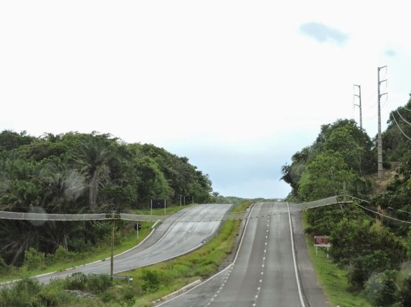 'Tròn mắt' trước những lối đi đặc biệt chỉ dành riêng cho động vật 'Tròn mắt' trước những lối đi đặc biệt chỉ dành riêng cho động vật