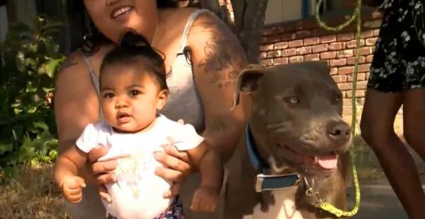 Chú chó Pit Bull dũng cảm cắn tã lót lôi em bé ra khỏi đám cháy Chú chó Pit Bull dũng cảm cắn tã lót lôi em bé ra khỏi đám cháy