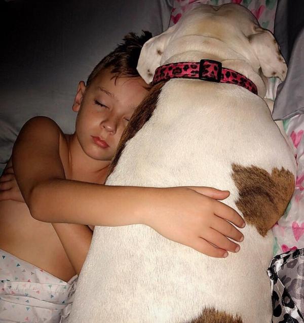 Chú chó Pit Bull dũng cảm cắn tã lót lôi em bé ra khỏi đám cháy Chú chó Pit Bull dũng cảm cắn tã lót lôi em bé ra khỏi đám cháy